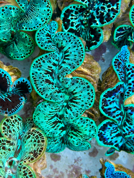 Clam Mania's You're Green with Envy Maxima Clam