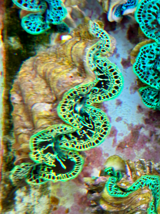 Ultra Super Neon Green Reticulated Maxima Clam