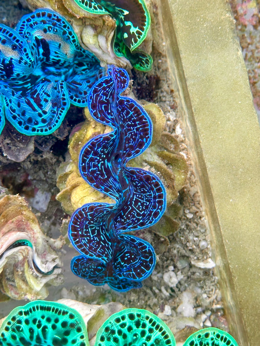 Ultra Electric Blue Maxima Clam