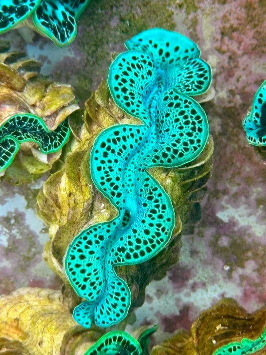 Clam Mania's Neon Leopard Maxima Clam