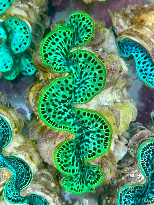 Clam Mania's Ultra Neon Green Leopard Maxima Clam