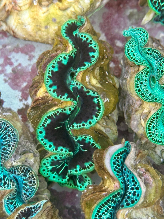 Black and Green Maxima Clam