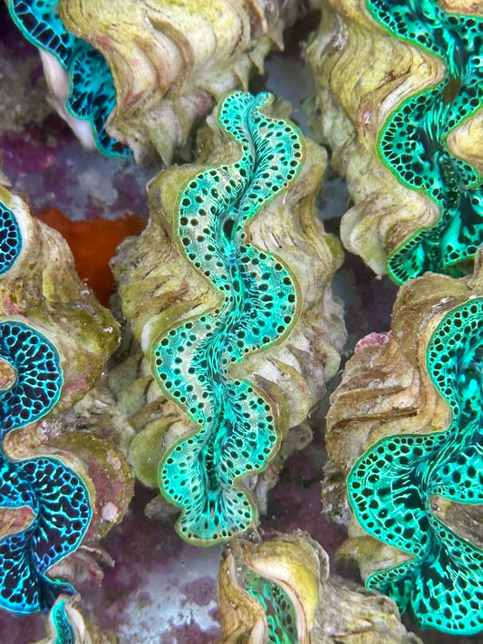 Ultra Neon Baby Green Leopard with White Markings Maxima Clam