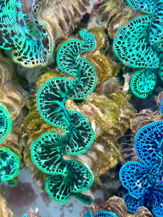 Clam Mania's Ultra Reticulated Neon Green and Black with White Maxima Clam