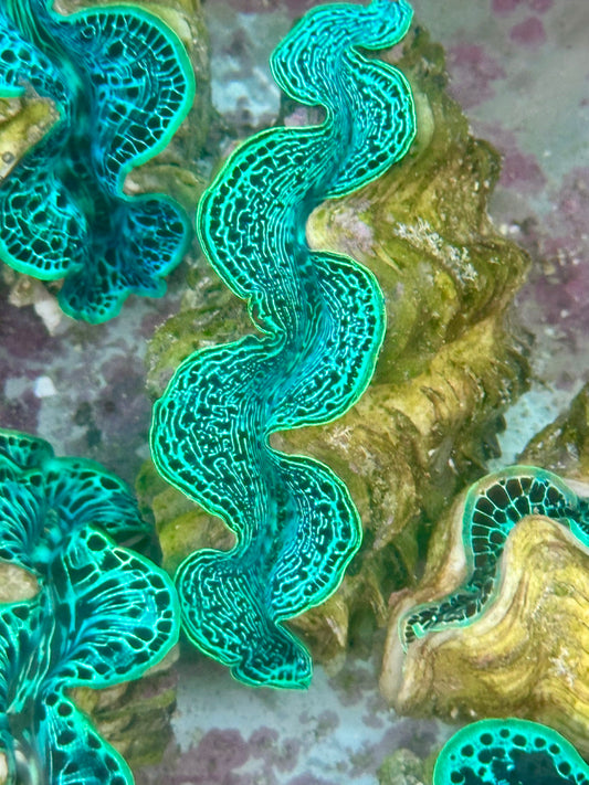 Clam Mania's Ultra Reticulated Neon Green and Black Maxima Clam