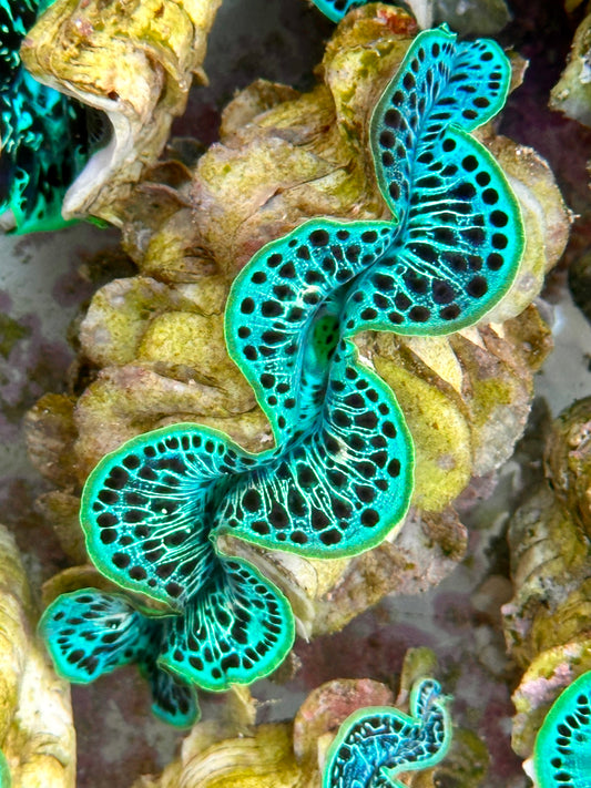 Clam Mania's Ultra Neon Green White Lined Black Leopard Maxima Clam