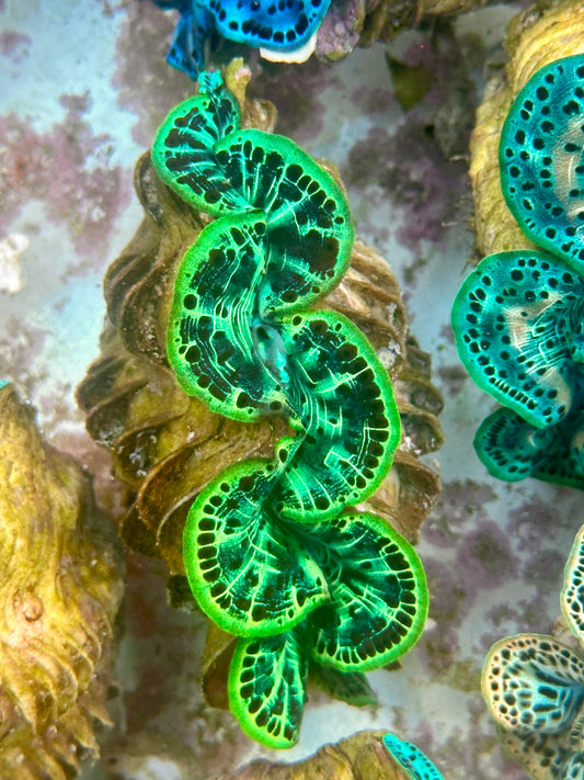 Ultra Green and Black Maxima Clam