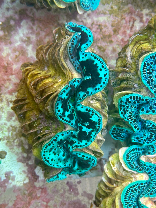 Blue and Black Maxima Clam