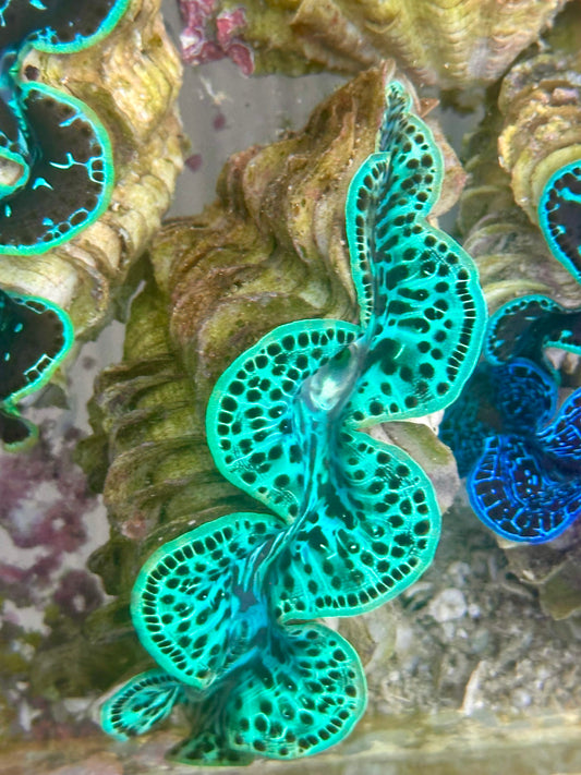 Ultra turquoise color with black dots Maxima Clam