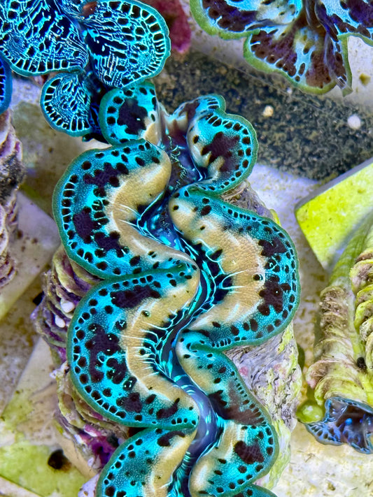 Cultured Maxima Clam 2.5” to 3.5” oh wow, is that for me CLAM
