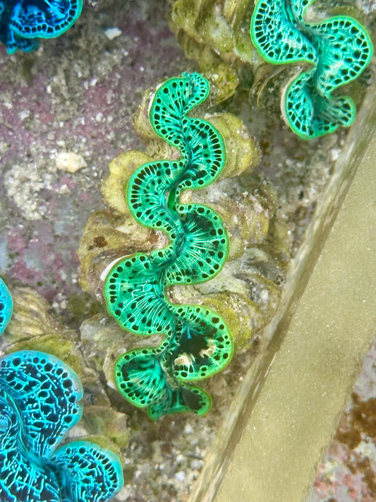 Ultra Neon Green Black dots with yellow markings Maxima Clam