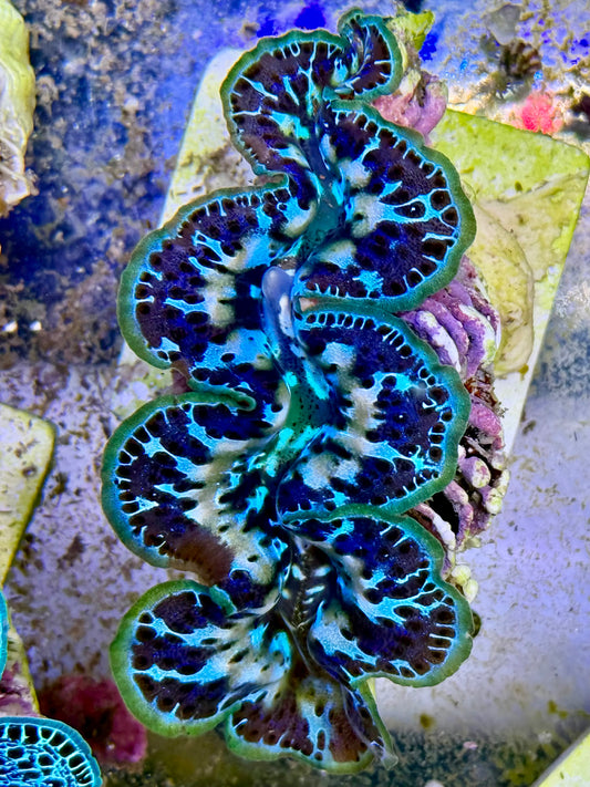 Cultured Maxima Clam 2.5” to 3.5” now that's a gorgeous clam