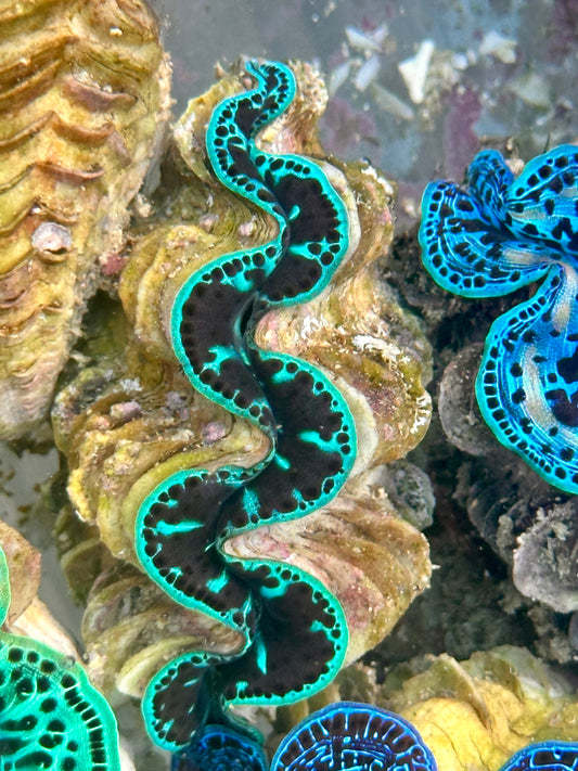 Black and Green Maxima Clam