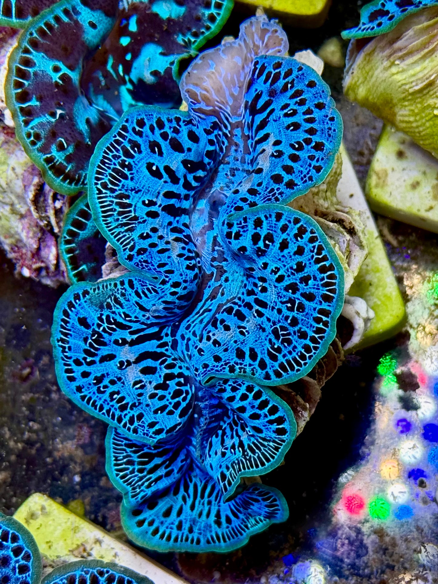Cultured Maxima Clam 2.5” to 3.5” I am blue and black Clam