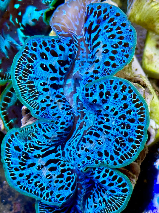 Cultured Maxima Clam 2.5” to 3.5” I am blue and black Clam