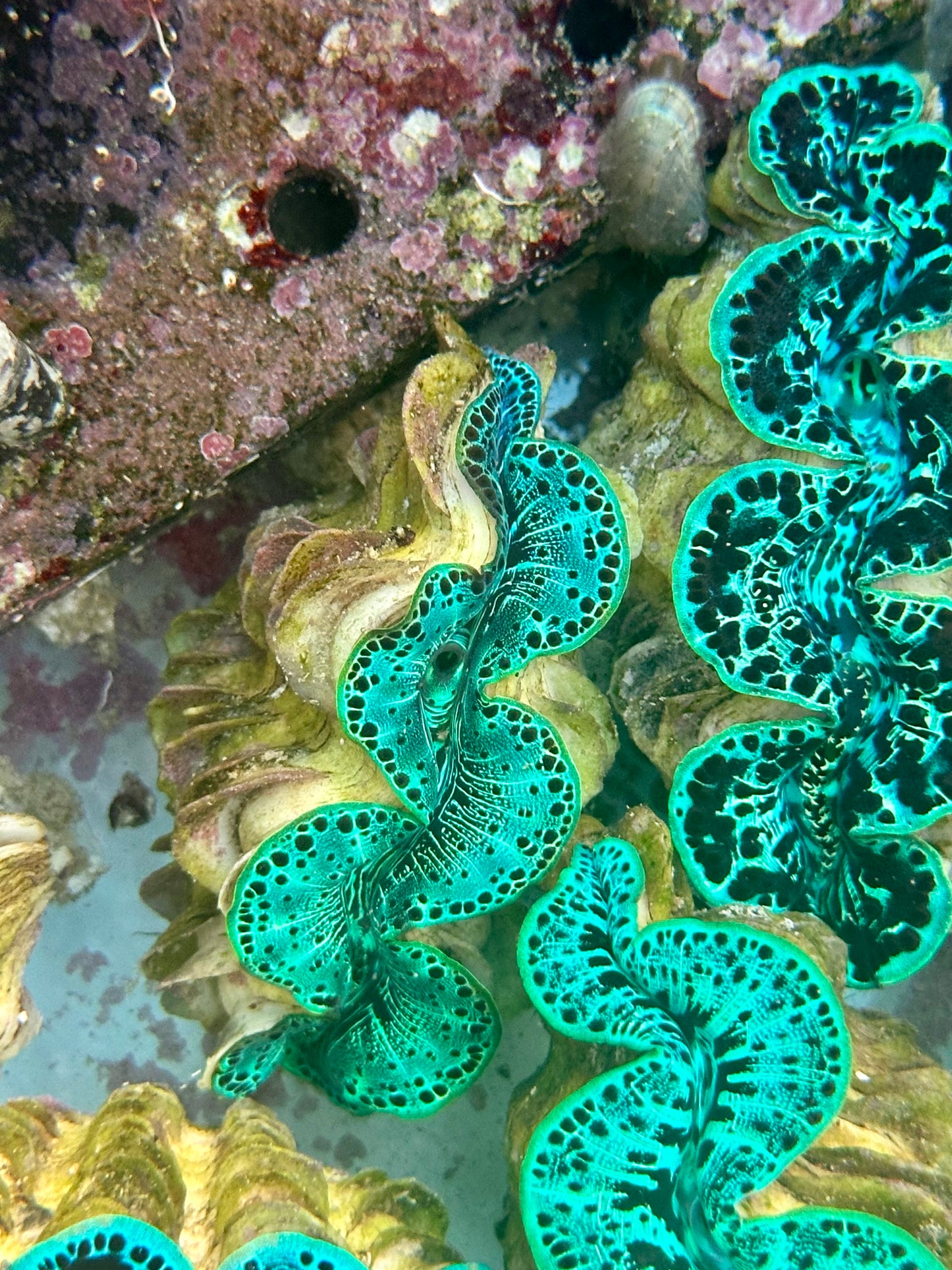 Ultra Neon Green with Multiple colors Maxima Clam