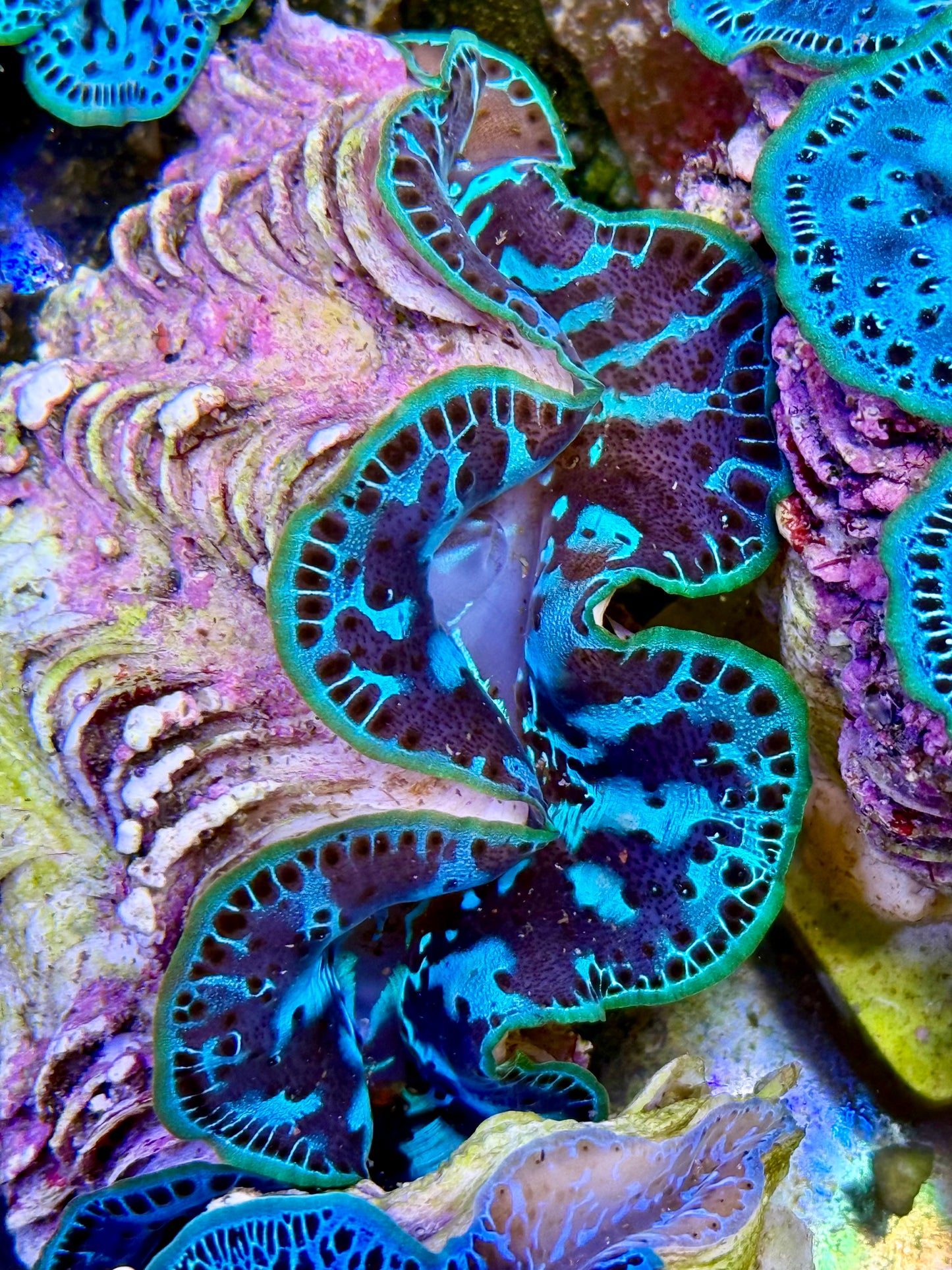 Cultured Maxima Clam 2.5” to 3.5” I'm just chilling Clam