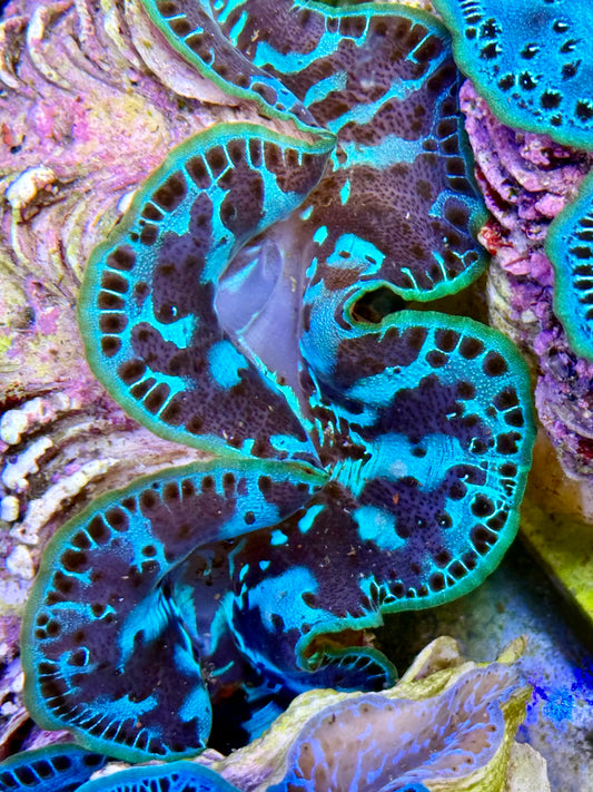 Cultured Maxima Clam 2.5” to 3.5” I'm just chilling Clam