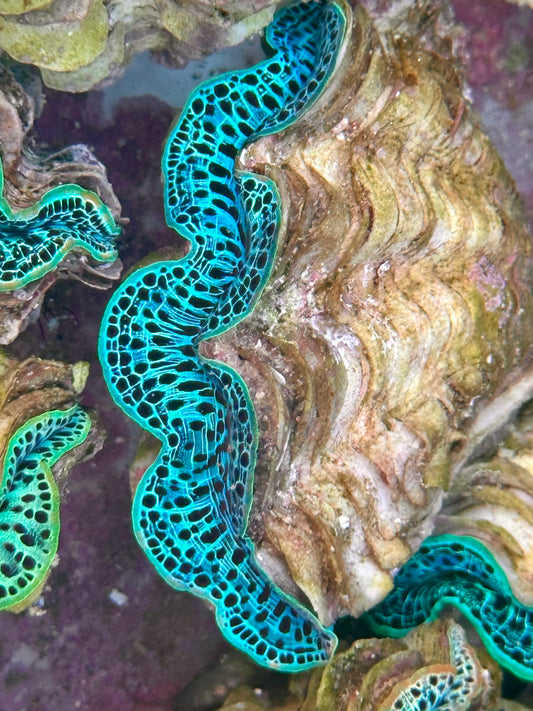 Blue Leopard Maxima Clam