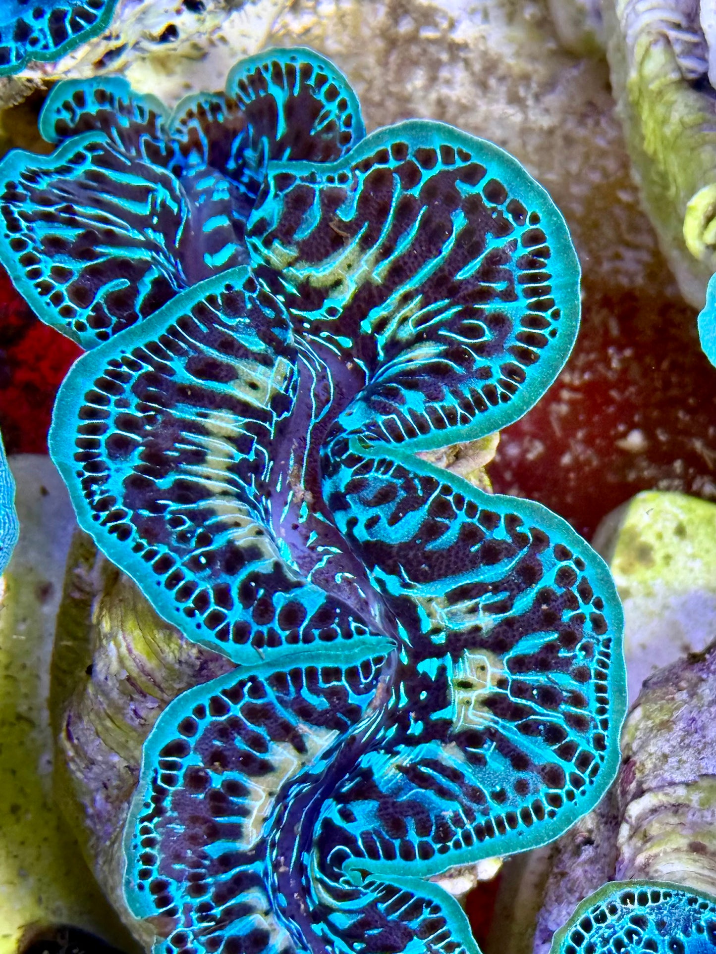 Cultured Maxima Clam 2.5” to 3.5” the how is this even possible Clam?