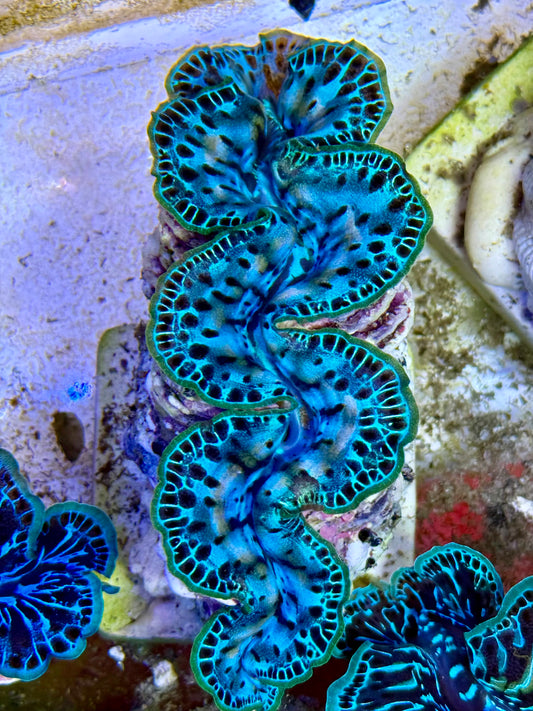 Cultured Maxima Clam 2.5” to 3.5” the oh wow what a stunner Clam