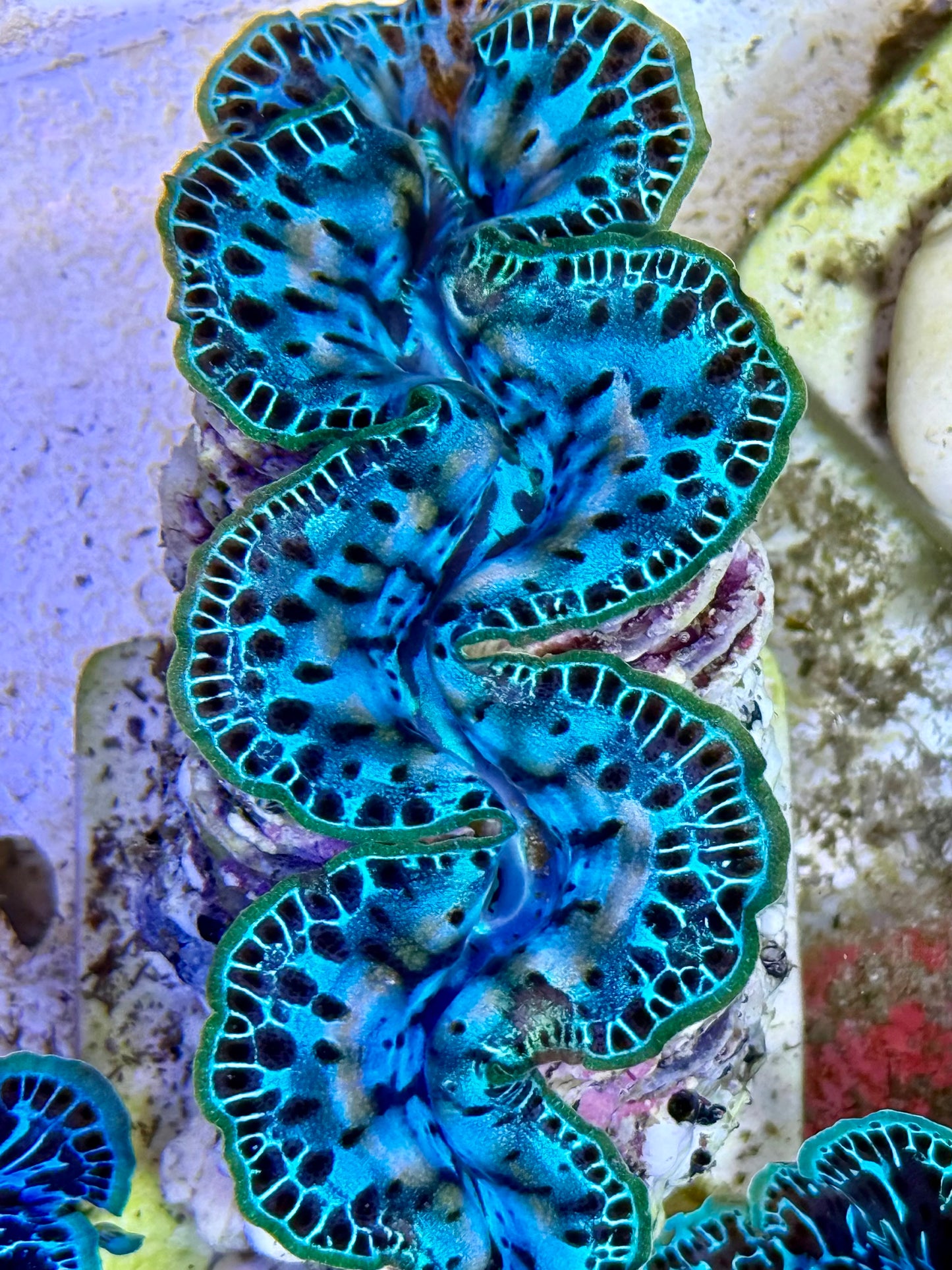 Cultured Maxima Clam 2.5” to 3.5” the oh wow what a stunner Clam