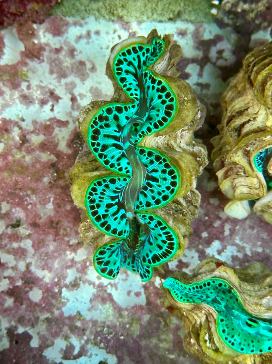 Neon Green Leopard Maxima Clam