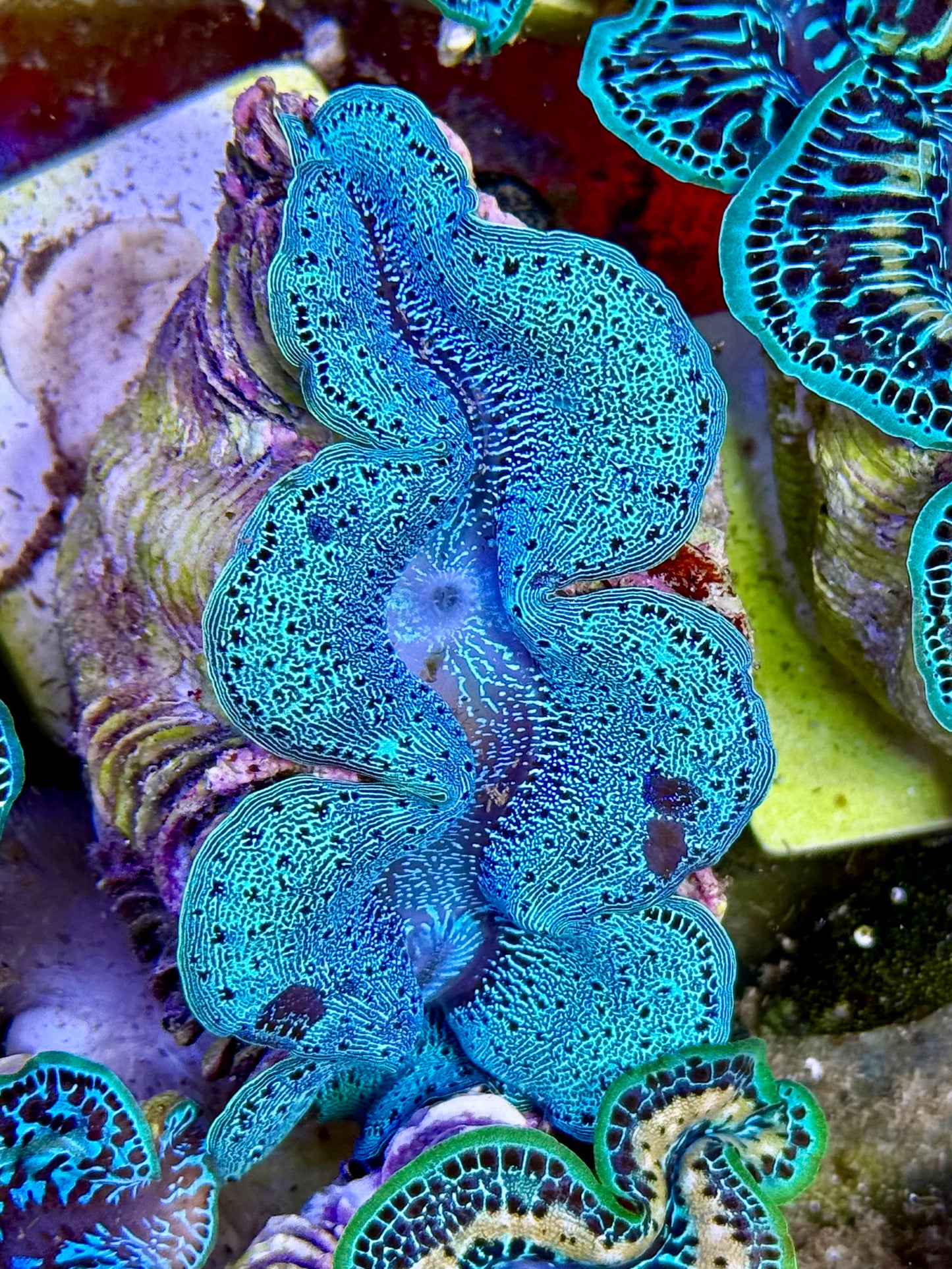 Cultured Maxima Clam 2.5” to 3.5” the tight reticulation, baby blue clam