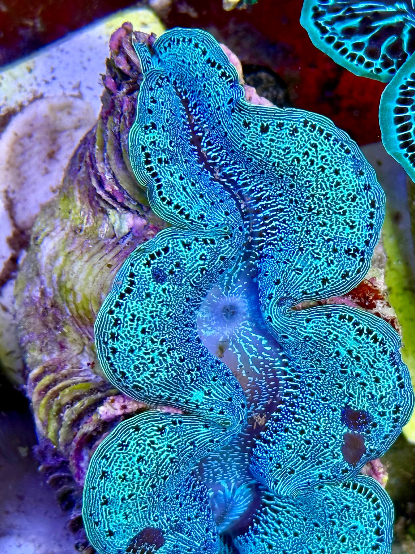Cultured Maxima Clam 2.5” to 3.5” the tight reticulation, baby blue clam