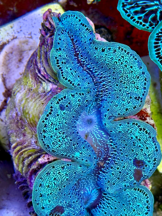 Cultured Maxima Clam 2.5” to 3.5” the tight reticulation, baby blue clam