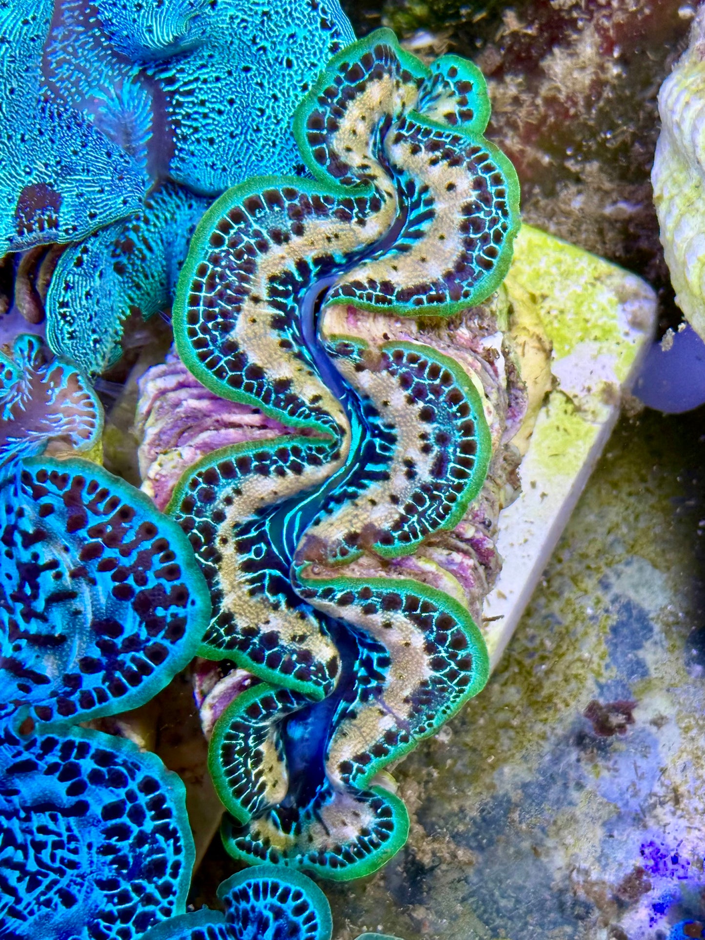 Cultured Maxima Clam 2.5” to 3.5” the oh wow, that's a lot of white lines in a blue and green Clam