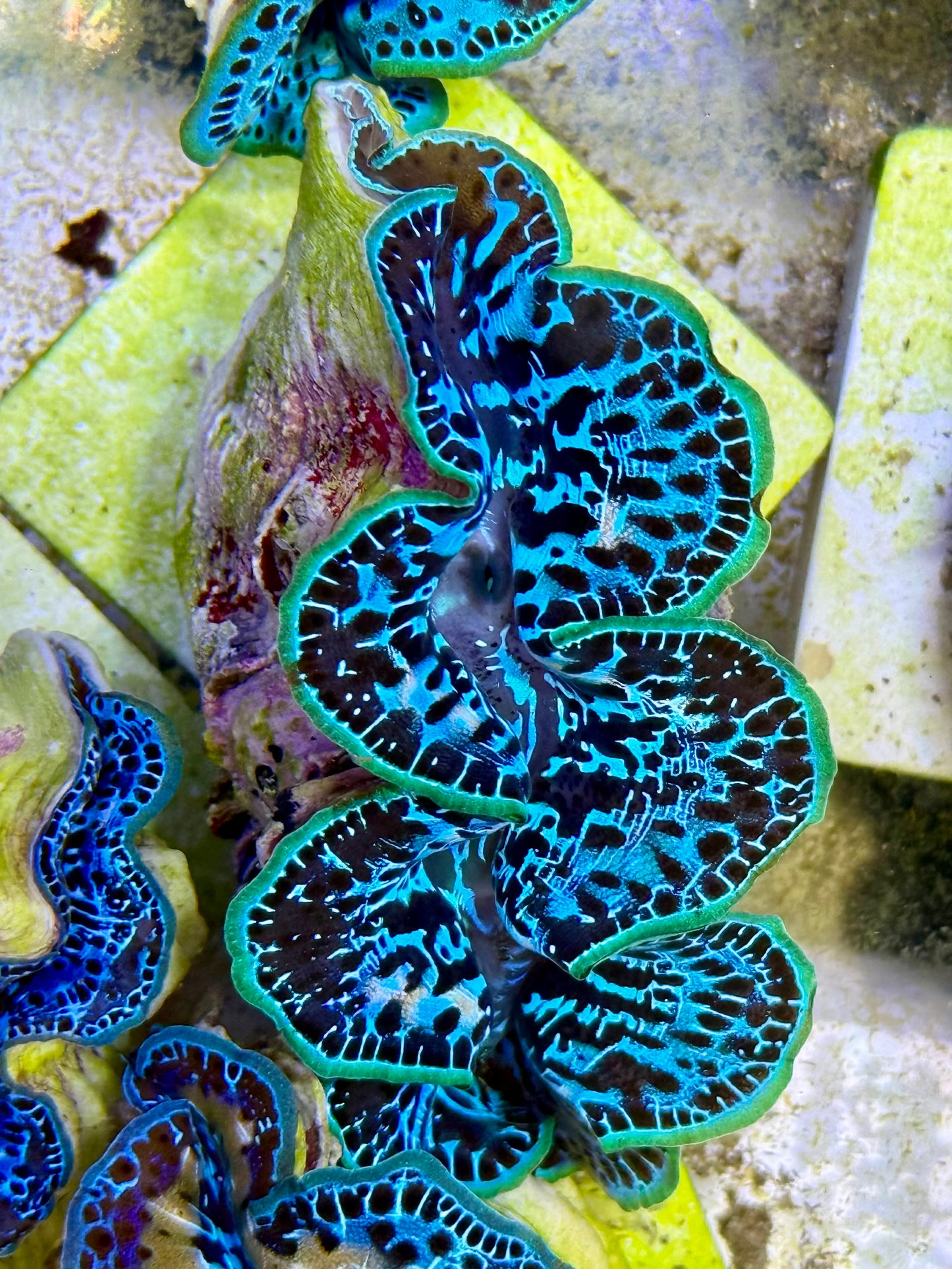 Cultured Maxima Clam 2.5” to 3.5” the leopard blue clam