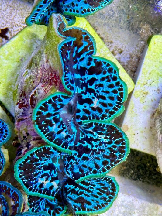 Cultured Maxima Clam 2.5” to 3.5” the leopard blue clam