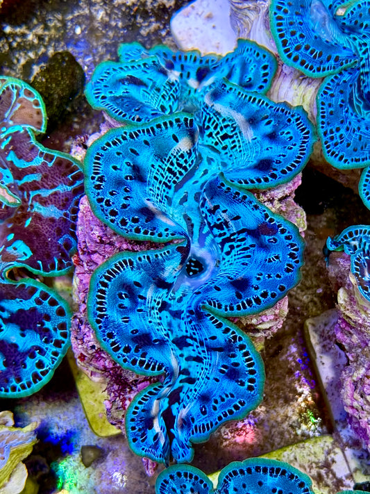 Cultured Maxima Clam 2.5” to 3.5” oh wow baby blue clam