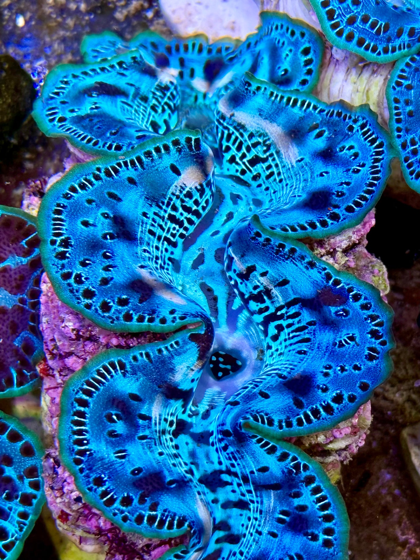 Cultured Maxima Clam 2.5” to 3.5” oh wow baby blue clam