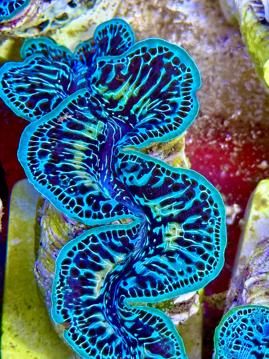 Cultured Maxima Clam 2.5” to 3.5” ultra, blue and black with white markings Clam