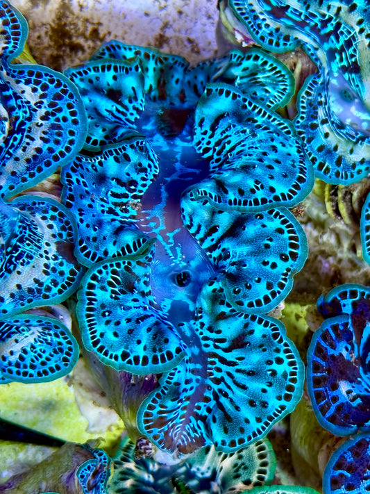 Cultured Maxima Clam 2.5” to 3.5” multi blue ultra clam