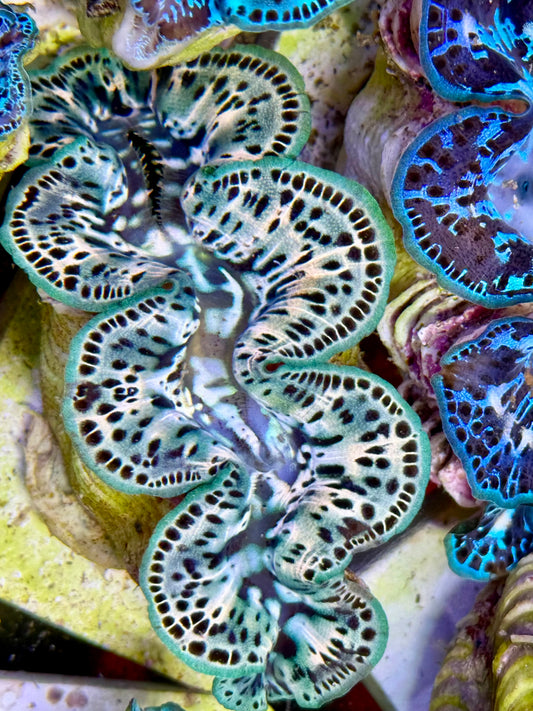 Cultured Maxima Clam 2.5” to 3.5” white, and green Clam with black dots