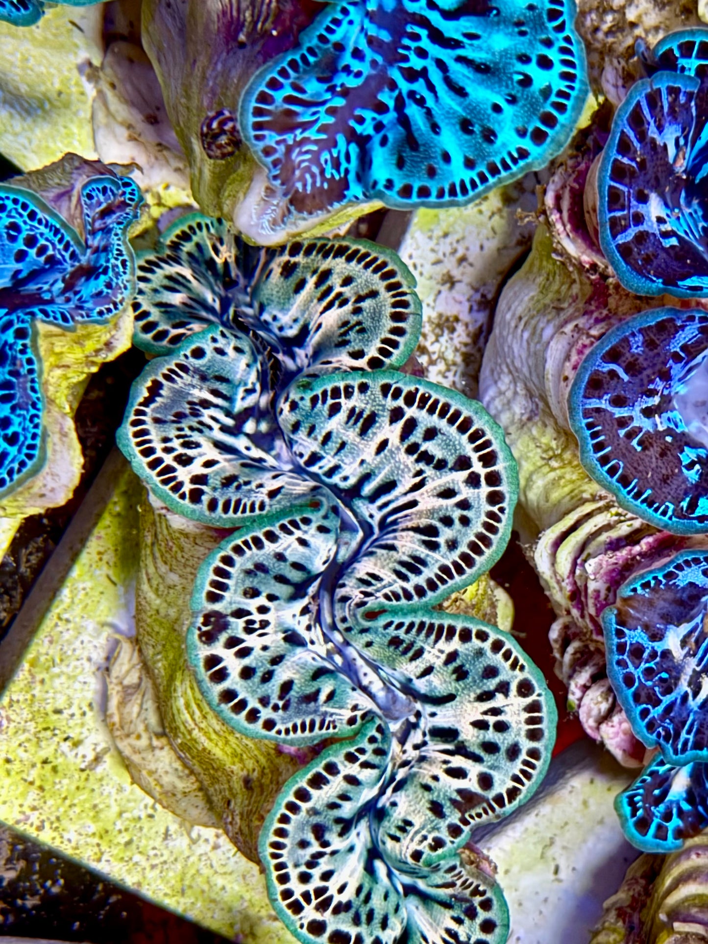 Cultured Maxima Clam 2.5” to 3.5” white, and green Clam with black dots