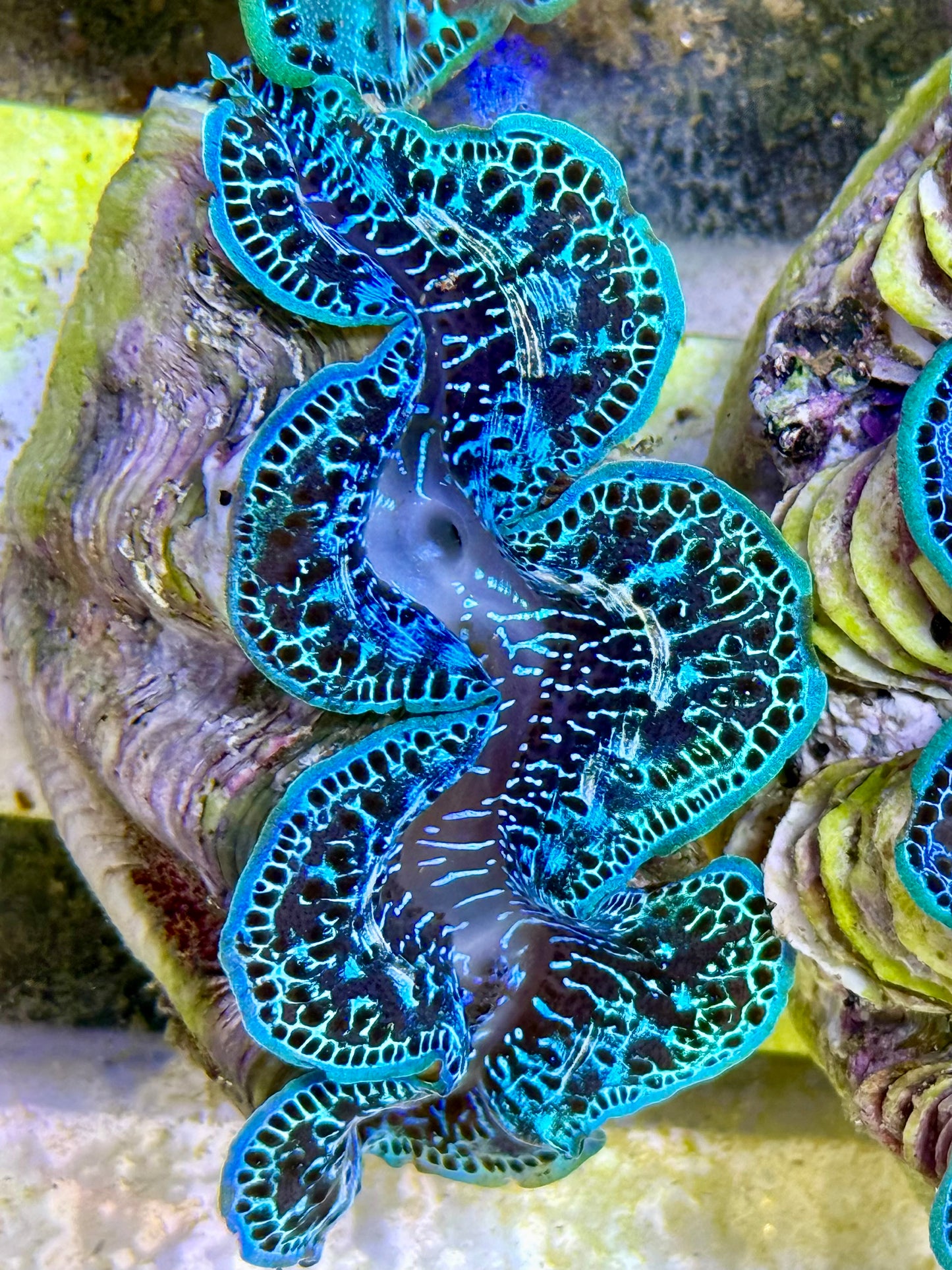 Cultured Maxima Clam 2.5” to 3.5” Mixed  blues and black markings