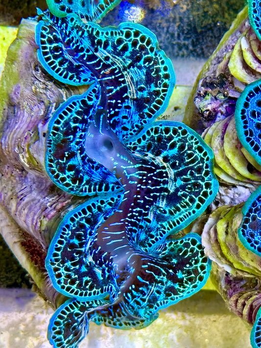Cultured Maxima Clam 2.5” to 3.5” Mixed  blues and black markings