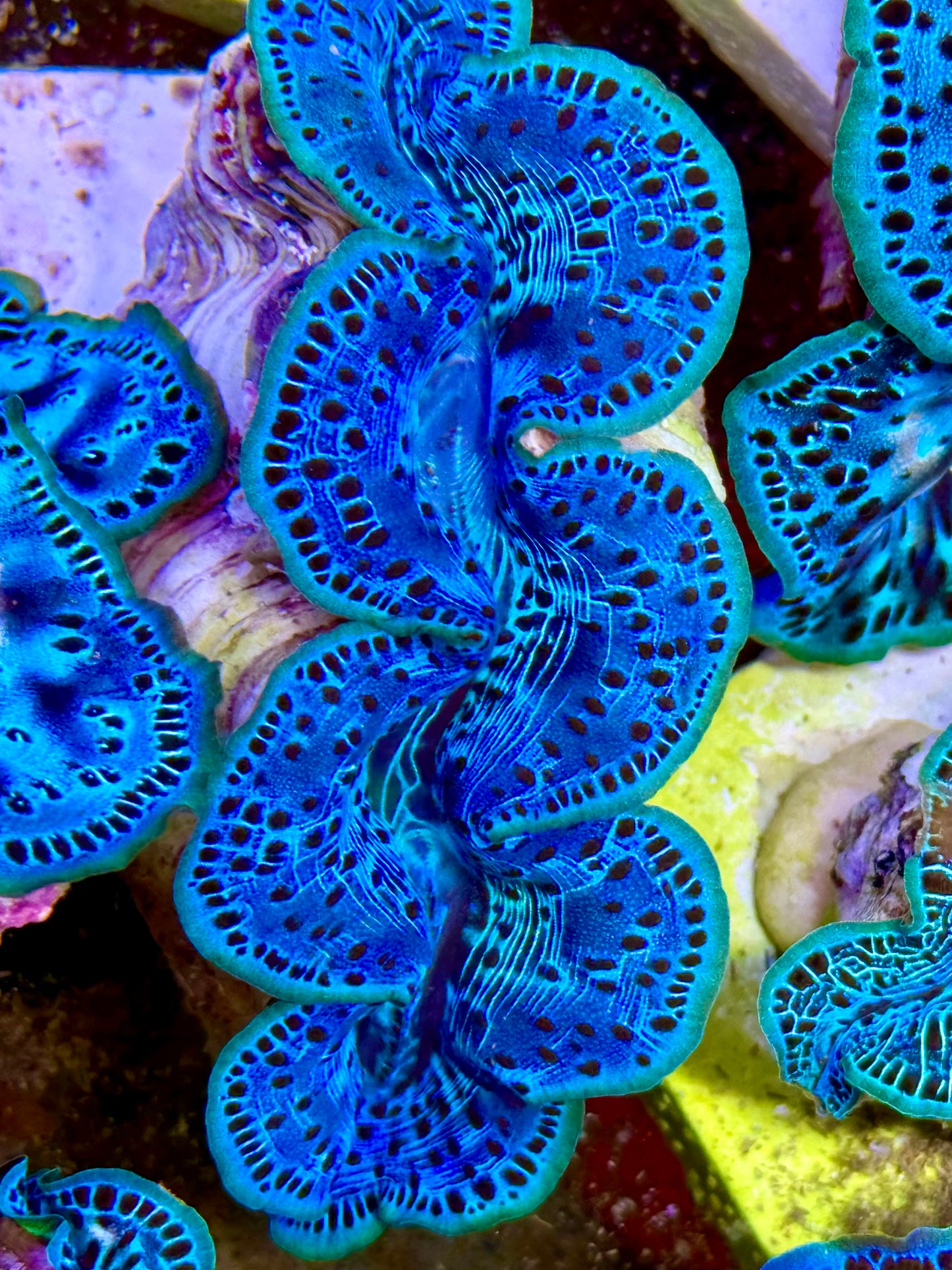 Cultured Maxima Clam 2.5” to 3.5” intense, blue clam with black dots and neon lips