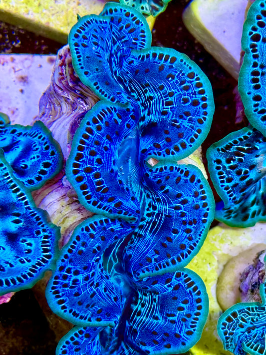 Cultured Maxima Clam 2.5” to 3.5” intense, blue clam with black dots and neon lips
