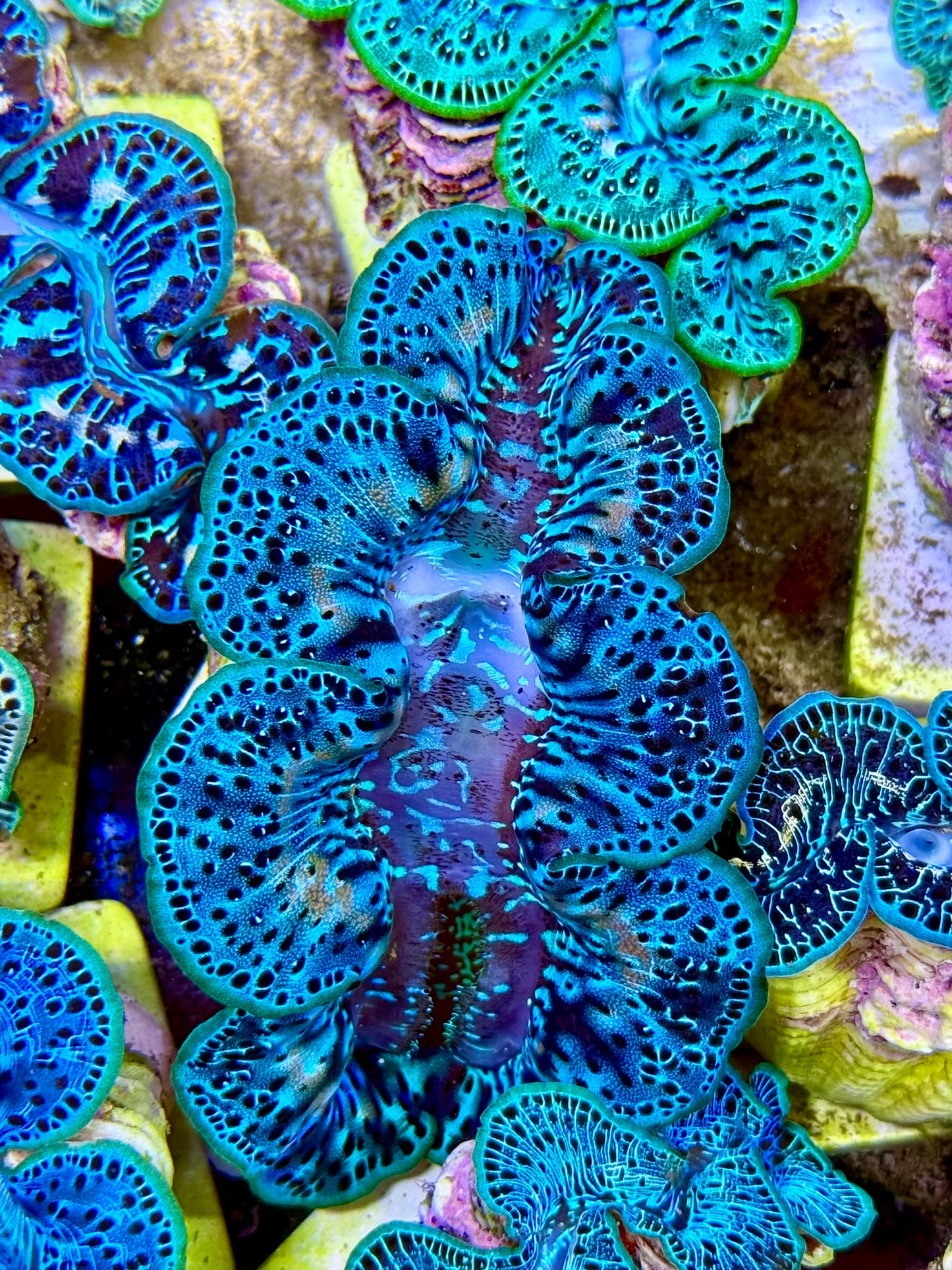 Cultured Maxima Clam 2.5” to 3.5” gorgeous multi blue clam with white marking throughout