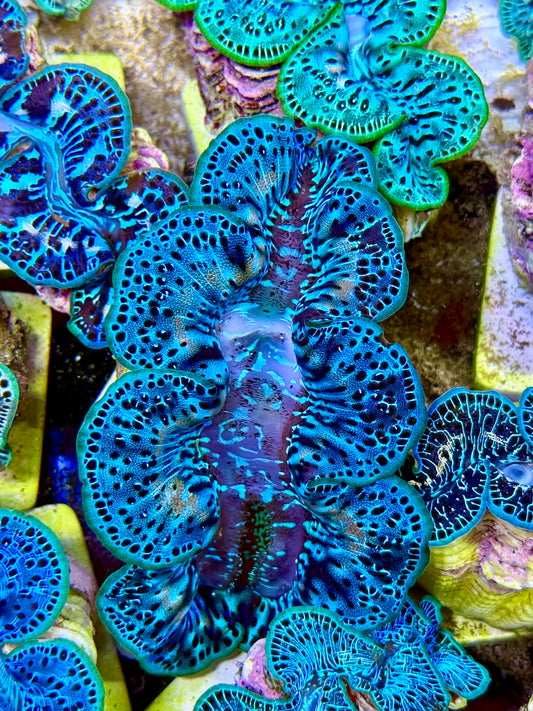Cultured Maxima Clam 2.5” to 3.5” gorgeous multi blue clam with white marking throughout