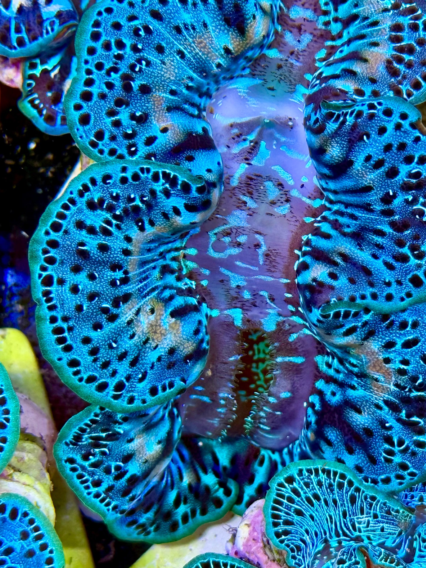 Cultured Maxima Clam 2.5” to 3.5” gorgeous multi blue clam with white marking throughout
