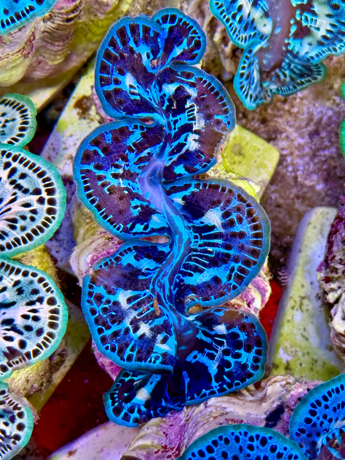 Cultured Maxima Clam 2.5” to 3.5” Multi monotone blue colors with white markings