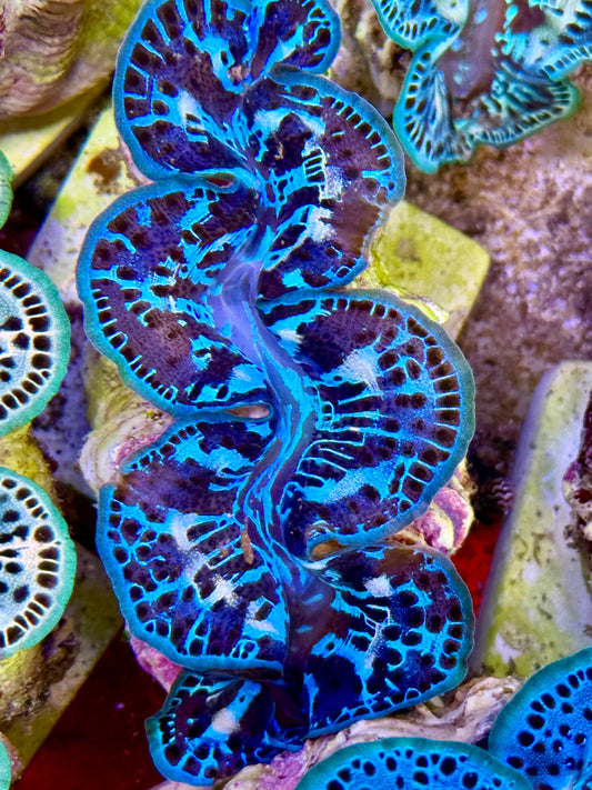 Cultured Maxima Clam 2.5” to 3.5” Multi monotone blue colors with white markings