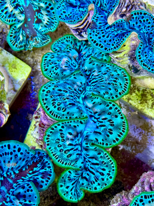Cultured Maxima Clam 2.5” to 3.5” Ultra Mixed black and baby blue clam