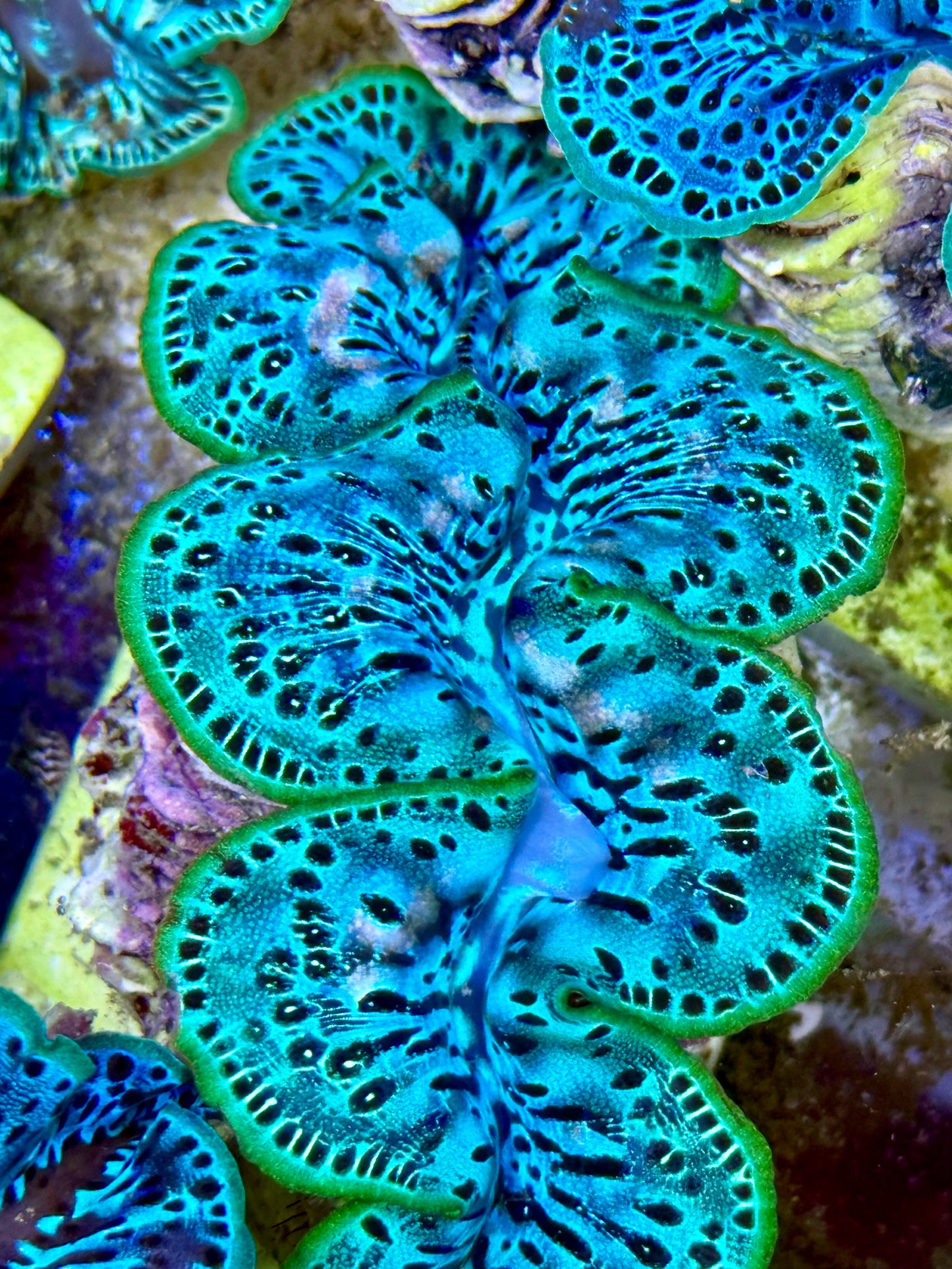 Cultured Maxima Clam 2.5” to 3.5” Ultra Mixed black and baby blue clam